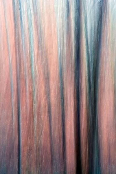 Abstract Image of Trees in Pisgah National Forest - near Brevard, North Carolina USA