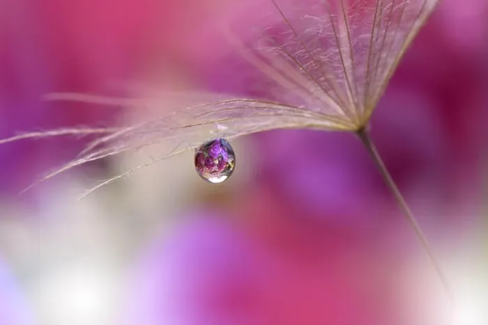 Framed Print : Abstract macro photo with water drops. Dandelion seed.Artistic Background for desktop.Purple Wallpaper.Floral fantasy design.Art photography Framed Print : Abstract macro photo with water drops. Dandelion seed.Artistic Background for desktop.Purple Wallpaper.Floral fantasy design.Art photography