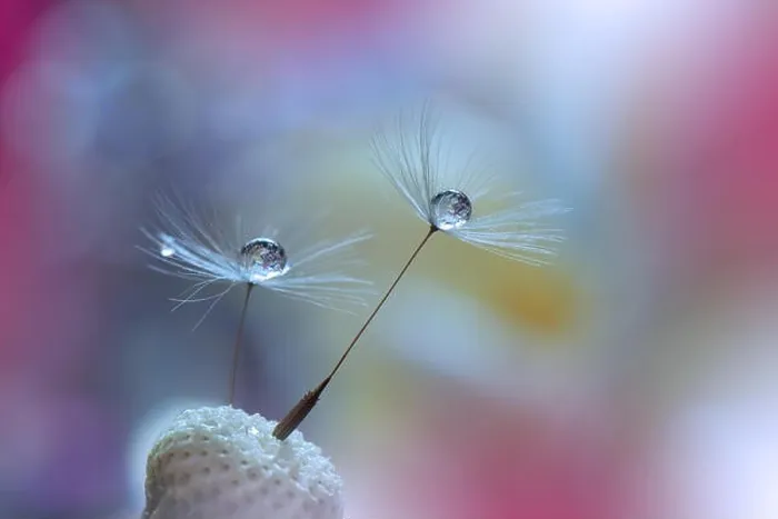 Framed Print : Abstract macro photo with water drops. Dandelion seed.Artistic Background for desktop.Purple Wallpaper.Floral fantasy design.Art photography Framed Print : Abstract macro photo with water drops. Dandelion seed.Artistic Background for desktop.Purple Wallpaper.Floral fantasy design.Art photography