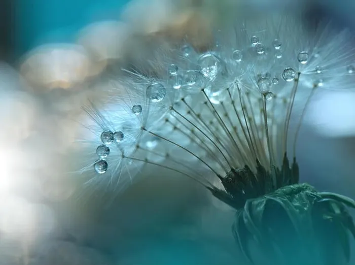 Framed Print : Abstract macro photo with water drops. Dandelion seed.Artistic Background for desktop.Green Wallpaper.Floral fantasy design.Art photography Framed Print : Abstract macro photo with water drops. Dandelion seed.Artistic Background for desktop.Green Wallpaper.Floral fantasy design.Art photography