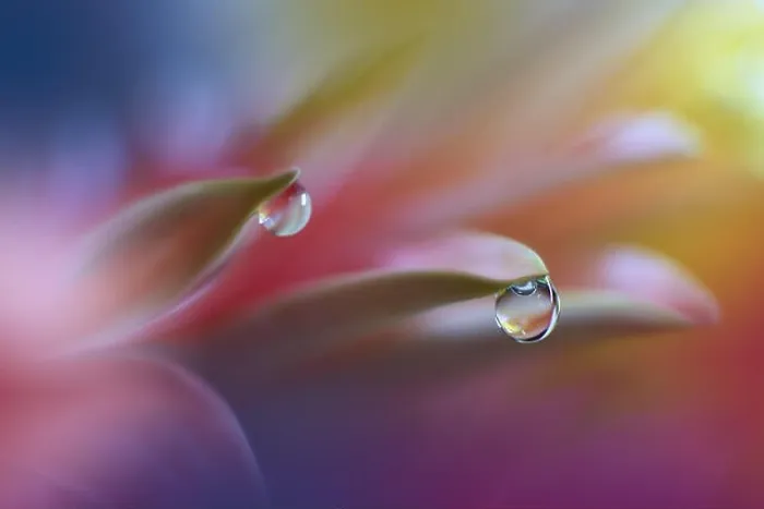 Framed Print : Abstract macro photo with water drops.Amazing Colorful Wallpaper.Orange Colors.Beautiful Nature Background.Extreme close up. Floral Art.Spring Nature Framed Print : Abstract macro photo with water drops.Amazing Colorful Wallpaper.Orange Colors.Beautiful Nature Background.Extreme close up. Floral Art.Spring Nature
