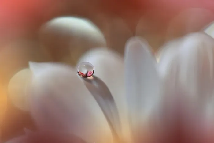 Framed Print : Abstract macro photo with water drops.Amazing Colorful Wallpaper.Orange Colors.Beautiful Nature Background.Extreme close up. Floral Art.Spring Nature Framed Print : Abstract macro photo with water drops.Amazing Colorful Wallpaper.Orange Colors.Beautiful Nature Background.Extreme close up. Floral Art.Spring Nature