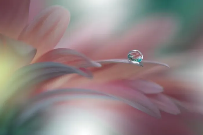 Framed Print : Abstract macro photo with water drops. Tranquil closeup art background. Artistic Flowers for desktop. Pastel Colors.Transparent and clear Nature.Relax Framed Print : Abstract macro photo with water drops. Tranquil closeup art background. Artistic Flowers for desktop. Pastel Colors.Transparent and clear Nature.Relax