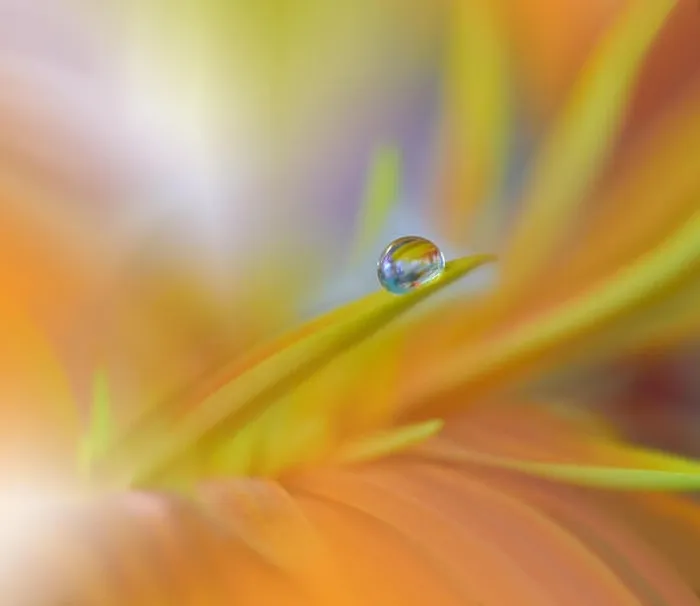 Framed Print : Abstract macro photo with water drops. Tranquil closeup art background. Artistic Flowers for desktop. Pastel Colors.Transparent and clear Nature.Relax Framed Print : Abstract macro photo with water drops. Tranquil closeup art background. Artistic Flowers for desktop. Pastel Colors.Transparent and clear Nature.Relax