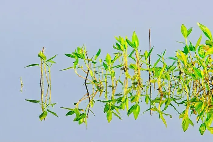 Framed Print : An abstract photo of plants in calm water casting mirror like reflections near Liberty Lake, Washington
