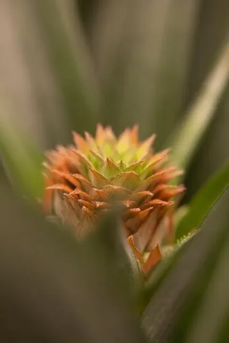 Framed Print : abstract Pineapple plant closeup Framed Print : abstract Pineapple plant closeup