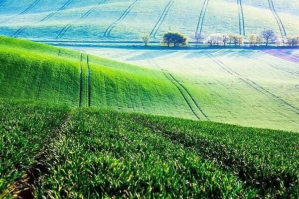 Abstract rural landscape with green agricultural fields and trees on spring hills. South Moravia region, Czech Republic