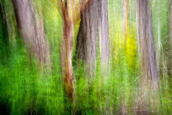 Abstract Tree Patterns - Francis Point Provincial Park - Pender Harbour - Sunshine Coast - British Columbia, Canada