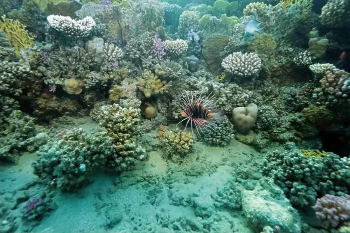 Framed Print : Abu Dabab Coral reef near Marsa Alam, underwater photograph, Red Sea, Egypt Framed Print : Abu Dabab Coral reef near Marsa Alam, underwater photograph, Red Sea, Egypt