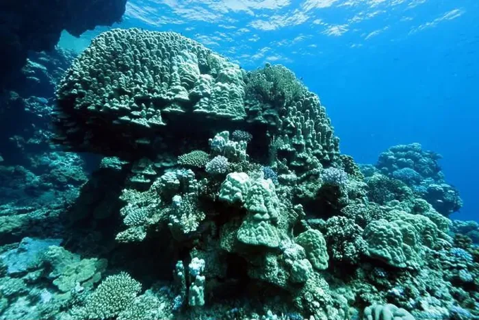 Framed Print : Abu Dabab Coral reef near Marsa Alam, underwater photograph, Red Sea, Egypt Framed Print : Abu Dabab Coral reef near Marsa Alam, underwater photograph, Red Sea, Egypt