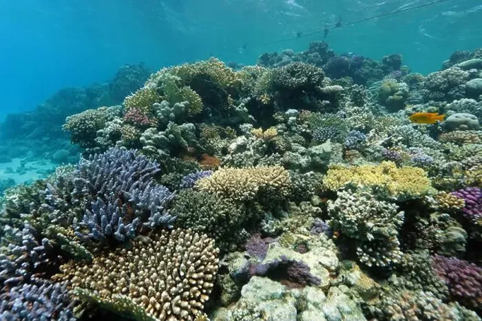 Framed Print : Abu Dabab Coral reef near Marsa Alam, underwater photograph, Red Sea, Egypt Framed Print : Abu Dabab Coral reef near Marsa Alam, underwater photograph, Red Sea, Egypt