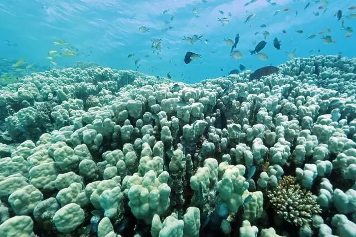 Framed Print : Abu Dabab Coral reef near Marsa Alam, underwater photograph, Red Sea, Egypt Framed Print : Abu Dabab Coral reef near Marsa Alam, underwater photograph, Red Sea, Egypt