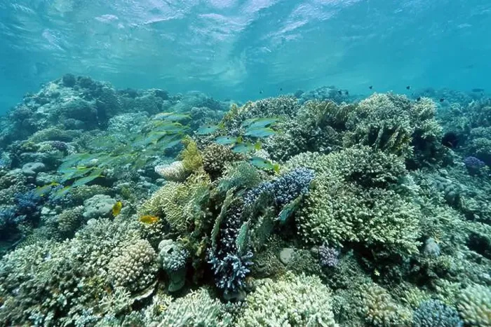 Framed Print : Abu Dabab Coral reef near Marsa Alam, underwater photograph, Red Sea, Egypt Framed Print : Abu Dabab Coral reef near Marsa Alam, underwater photograph, Red Sea, Egypt