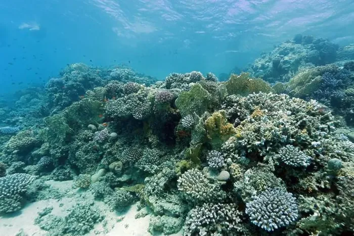 Framed Print : Abu Dabab Coral reef near Marsa Alam, underwater photograph, Red Sea, Egypt Framed Print : Abu Dabab Coral reef near Marsa Alam, underwater photograph, Red Sea, Egypt