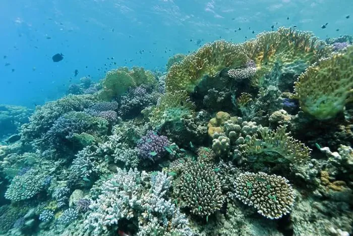 Framed Print : Abu Dabab Coral reef near Marsa Alam, underwater photograph, Red Sea, Egypt Framed Print : Abu Dabab Coral reef near Marsa Alam, underwater photograph, Red Sea, Egypt