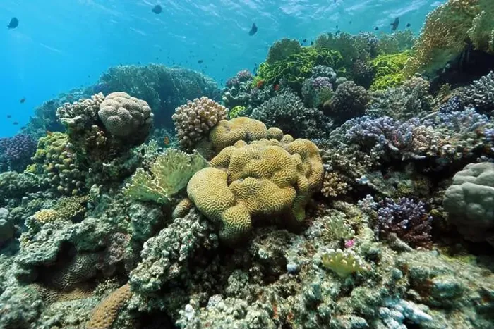 Framed Print : Abu Dabab Coral reef near Marsa Alam, underwater photograph, Red Sea, Egypt