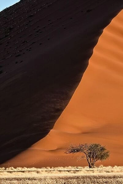 Acacia tree and sand dune