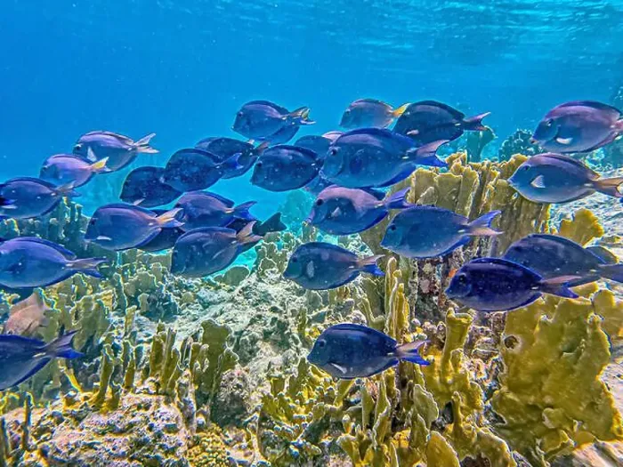 Framed Print : Acanthurus coeruleus is a species of marine ray-finned fish belonging to the family Acanthuridae Framed Print : Acanthurus coeruleus is a species of marine ray-finned fish belonging to the family Acanthuridae