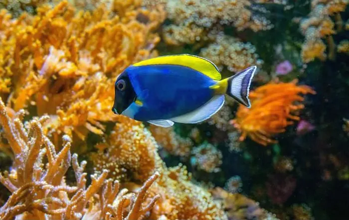 Framed Print : Acanthurus leucosternon, commonly known as the blue surgeonfish Framed Print : Acanthurus leucosternon, commonly known as the blue surgeonfish