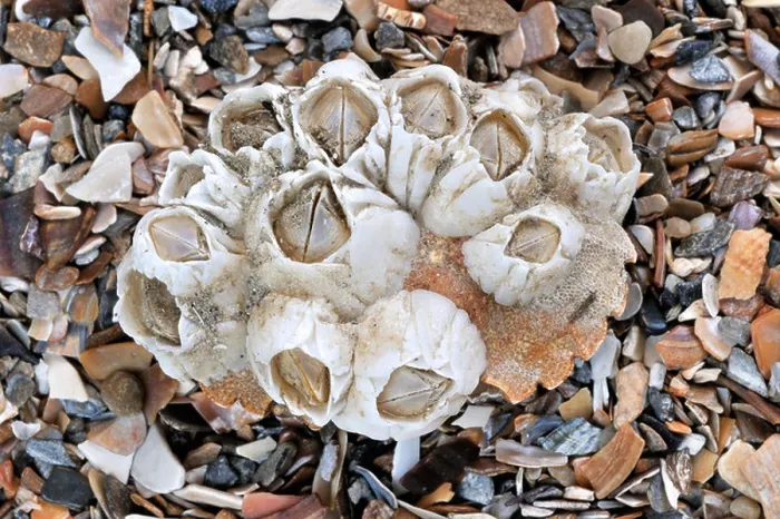 Framed Print : Acorn barnacles  /  Rock barnacles (Semibalanus balanoides) on crab's shell, Belgium