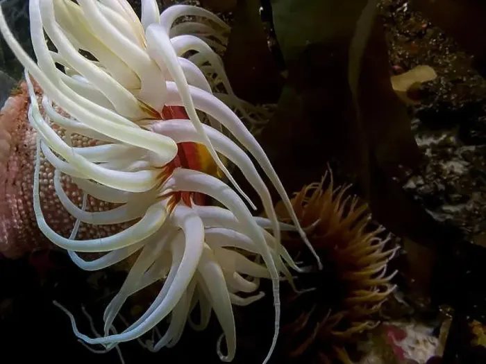 Framed Print : Actinia equina on an offshore reef. Marine aquarium Framed Print : Actinia equina on an offshore reef. Marine aquarium