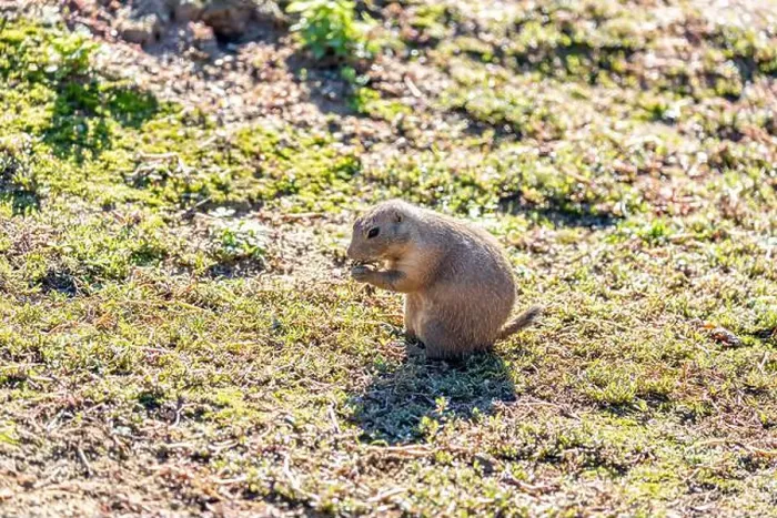 Framed Print : Active Black-tailed Prairie Dog, Cynomys ludovicianus, thriving in the grasslands of the United States
