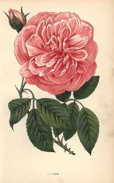 Adam rose, variety of the tea rose raised by Monsieur Adam of Reims in 1838. Chromolithograph drawn and lithographed after nature by F