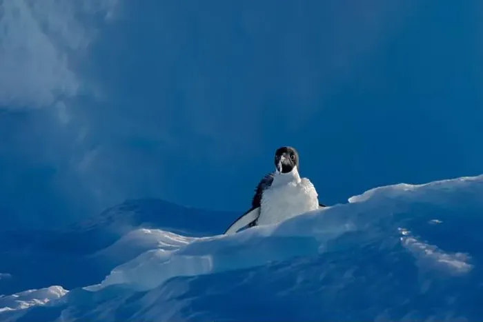 Framed Print : Adelie penguin losing down feathers on ice, Antarctica, Polar Regions Framed Print : Adelie penguin losing down feathers on ice, Antarctica, Polar Regions