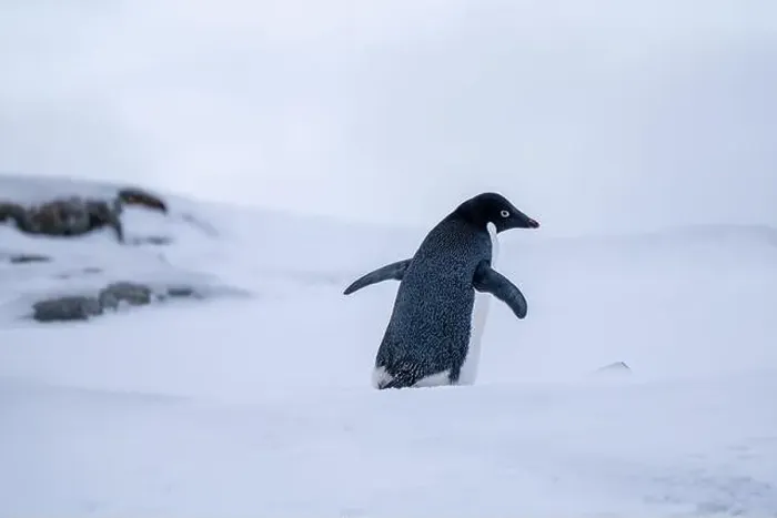 Framed Print : Adelie penguins in Antarctica. Wild nature. Snow. South Pole Framed Print : Adelie penguins in Antarctica. Wild nature. Snow. South Pole