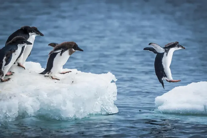 Framed Print : Adelie penguins (Pygoscelis adeliae) diving between two ice floes; Antarctica Framed Print : Adelie penguins (Pygoscelis adeliae) diving between two ice floes; Antarctica