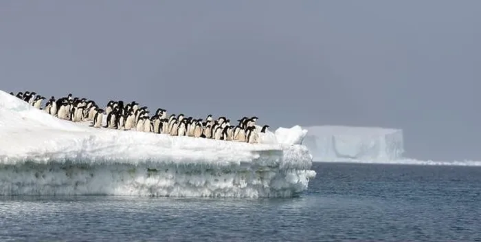 Framed Print : Adelie penguins (Pygoscelis antartica) throw themselves into the ocean to hunt for fish Framed Print : Adelie penguins (Pygoscelis antartica) throw themselves into the ocean to hunt for fish
