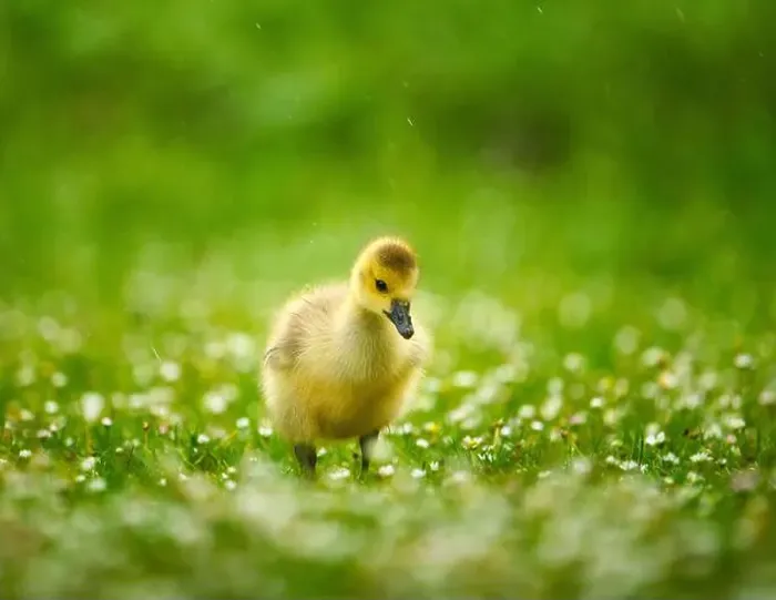 Framed Print : An adorable baby Canadian goose on lush green grass Framed Print : An adorable baby Canadian goose on lush green grass