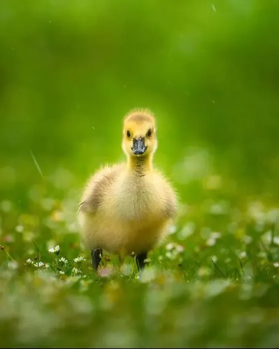 Framed Print : An adorable baby Canadian goose on lush green grass Framed Print : An adorable baby Canadian goose on lush green grass