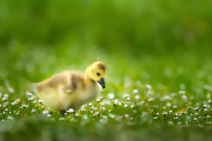 Framed Print : An adorable baby Canadian goose on lush green grass Framed Print : An adorable baby Canadian goose on lush green grass