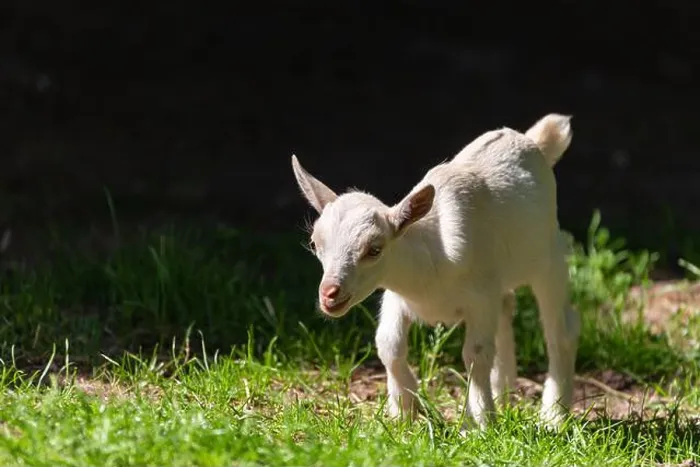 Framed Print : An adorable baby Saanen goat on the farm Framed Print : An adorable baby Saanen goat on the farm