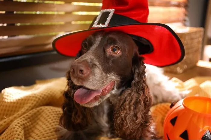 Framed Print : Adorable English Cocker Spaniel in witch hat on blanket indoors. Halloween costume for pet Framed Print : Adorable English Cocker Spaniel in witch hat on blanket indoors. Halloween costume for pet