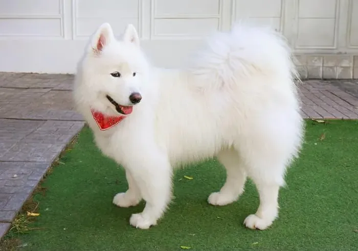 Framed Print : Adorable Samoyed dog with pure white double layer coat Framed Print : Adorable Samoyed dog with pure white double layer coat