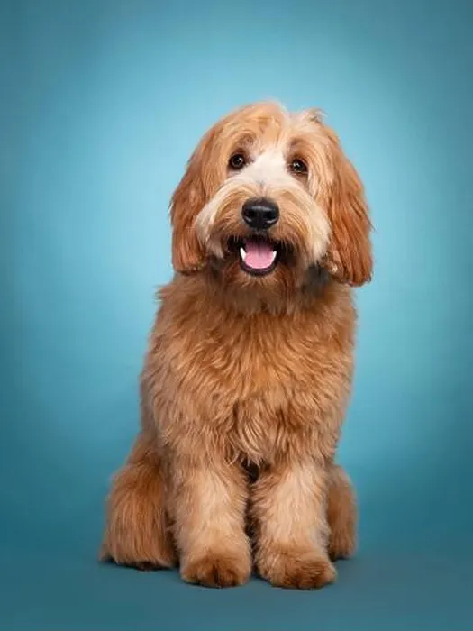 Framed Print : Adorable smiling junior red / apricot Cobberdog / Labradoodle Framed Print : Adorable smiling junior red / apricot Cobberdog / Labradoodle