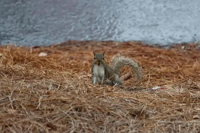Framed Print : Adorable tree squirrel sitting on the ground Framed Print : Adorable tree squirrel sitting on the ground