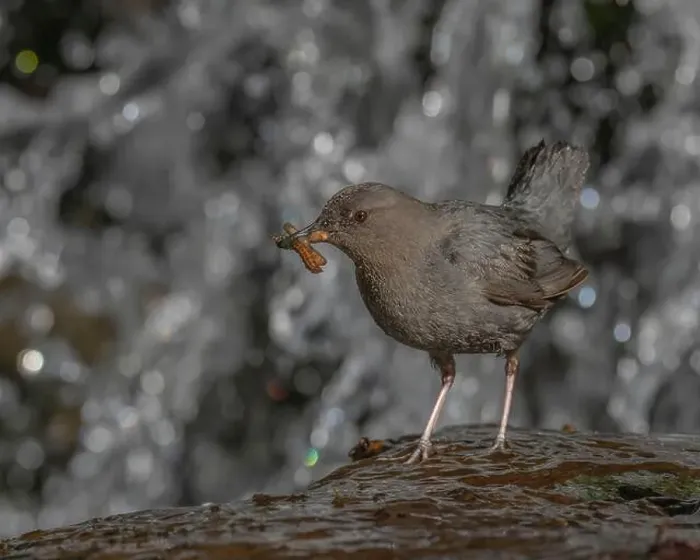 Framed Print : An adult American Dipper standing near a waterfall bringing aquatic invertebrates to nestlings behind the waterfall Framed Print : An adult American Dipper standing near a waterfall bringing aquatic invertebrates to nestlings behind the waterfall