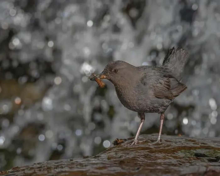 Framed Print : An adult American Dipper standing near a waterfall bringing aquatic invertebrates to nestlings behind the waterfall Framed Print : An adult American Dipper standing near a waterfall bringing aquatic invertebrates to nestlings behind the waterfall