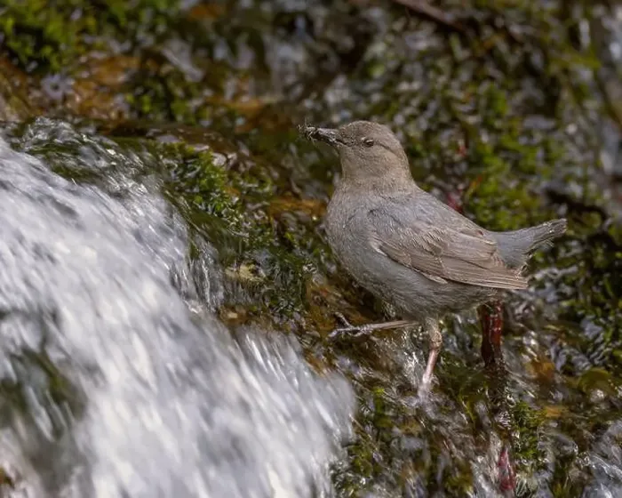 Framed Print : An adult American Dipper standing in a stream of water bringing aquatic invertebrates to nestlings behind a waterfall Framed Print : An adult American Dipper standing in a stream of water bringing aquatic invertebrates to nestlings behind a waterfall