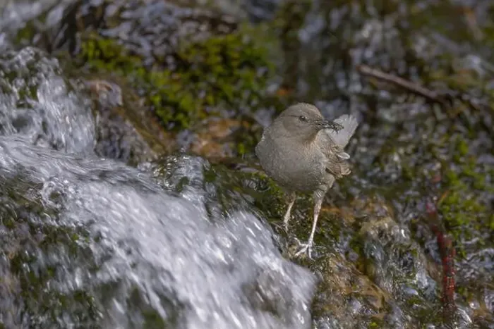 Framed Print : An adult American Dipper standing in a stream of water bringing aquatic invertebrates to nestlings behind a waterfall Framed Print : An adult American Dipper standing in a stream of water bringing aquatic invertebrates to nestlings behind a waterfall