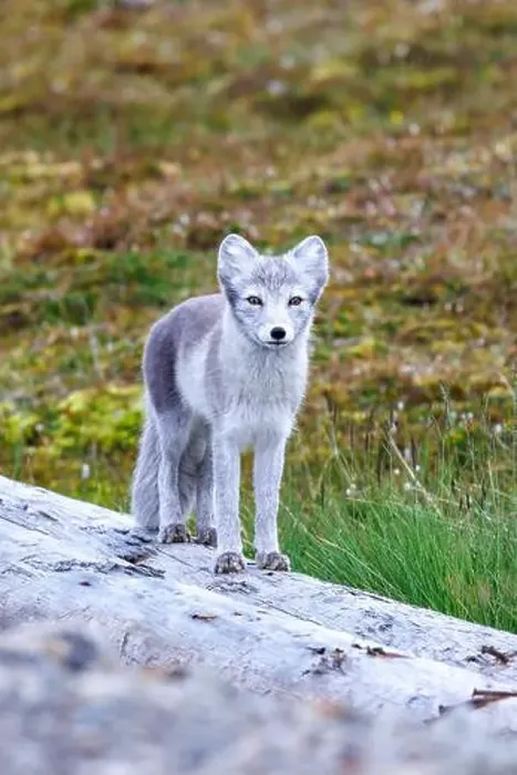 Framed Print : Adult arctic fox, Vulpes Lagopus Framed Print : Adult arctic fox, Vulpes Lagopus