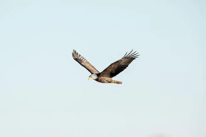 Framed Print : An adult bald eagle flies across the blue sky with wings in a v shape on a winter day in Iowa, far away view Framed Print : An adult bald eagle flies across the blue sky with wings in a v shape on a winter day in Iowa, far away view