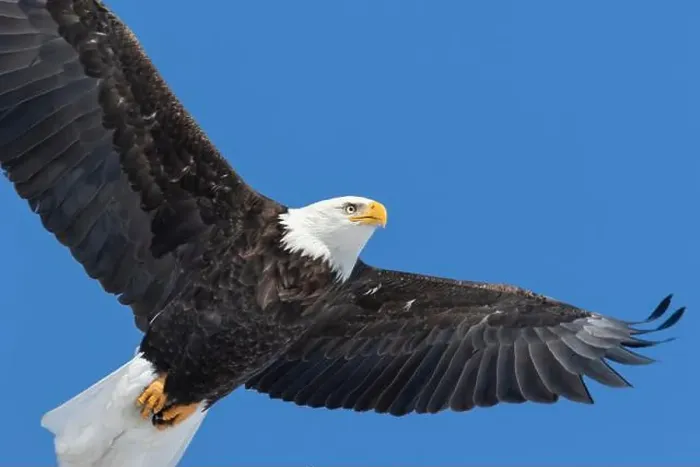 Framed Print : Adult bald eagle (Haliaeetus leucocephalus) flying under a blue sky. Region of Lanaudiere. province of Quebec. Canada Framed Print : Adult bald eagle (Haliaeetus leucocephalus) flying under a blue sky. Region of Lanaudiere. province of Quebec. Canada