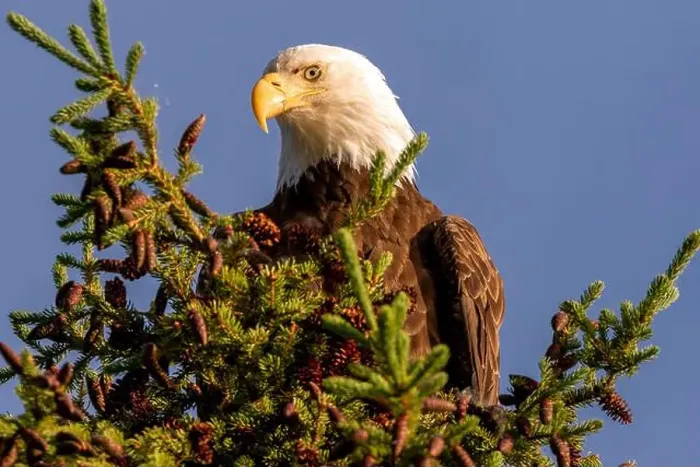 Framed Print : An adult bald eagle perched at the top of a pine tree at Little Salmon Lake in the Yukon, Canada