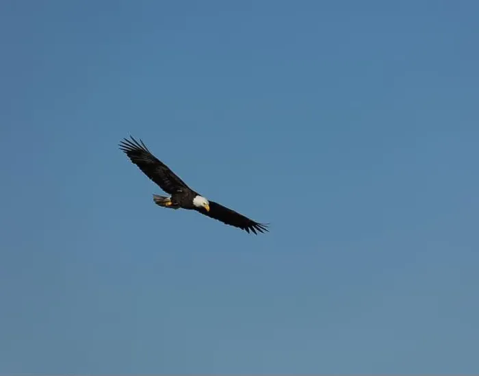 Framed Print : An adult Bald Eagle with wings spread flying against a blue sky in Victoria, British Columbia, Canada Framed Print : An adult Bald Eagle with wings spread flying against a blue sky in Victoria, British Columbia, Canada