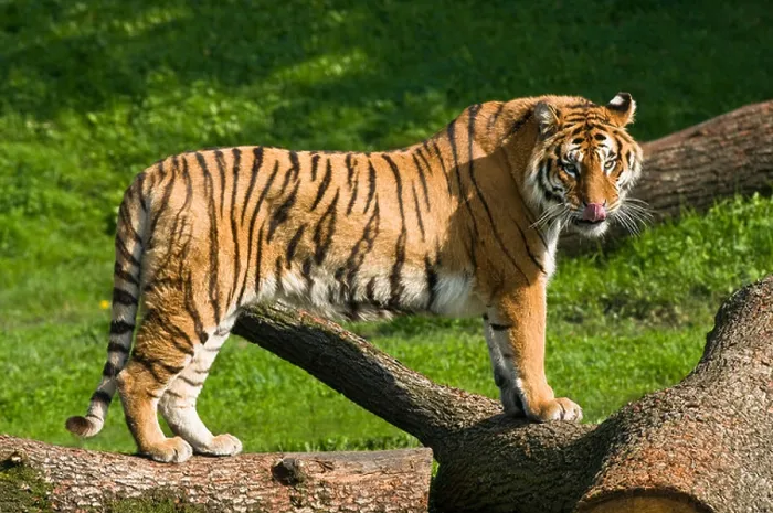 Framed Print : Adult Bengal Tiger (Panthera tigris tigris) standing licking with eye contact with background of grass and trees Framed Print : Adult Bengal Tiger (Panthera tigris tigris) standing licking with eye contact with background of grass and trees