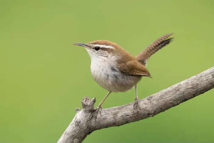 Framed Print : Adult Bewick's Wren (Thryomanes bewickii) in a suburban back yard Framed Print : Adult Bewick's Wren (Thryomanes bewickii) in a suburban back yard